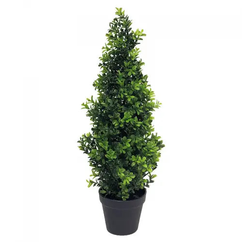 Arbre buis Orion 60cm